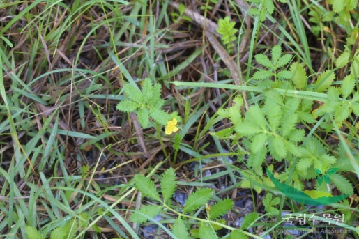 눈양지꽃사진 : 눈양지꽃의 잎 이미지 입니다.
