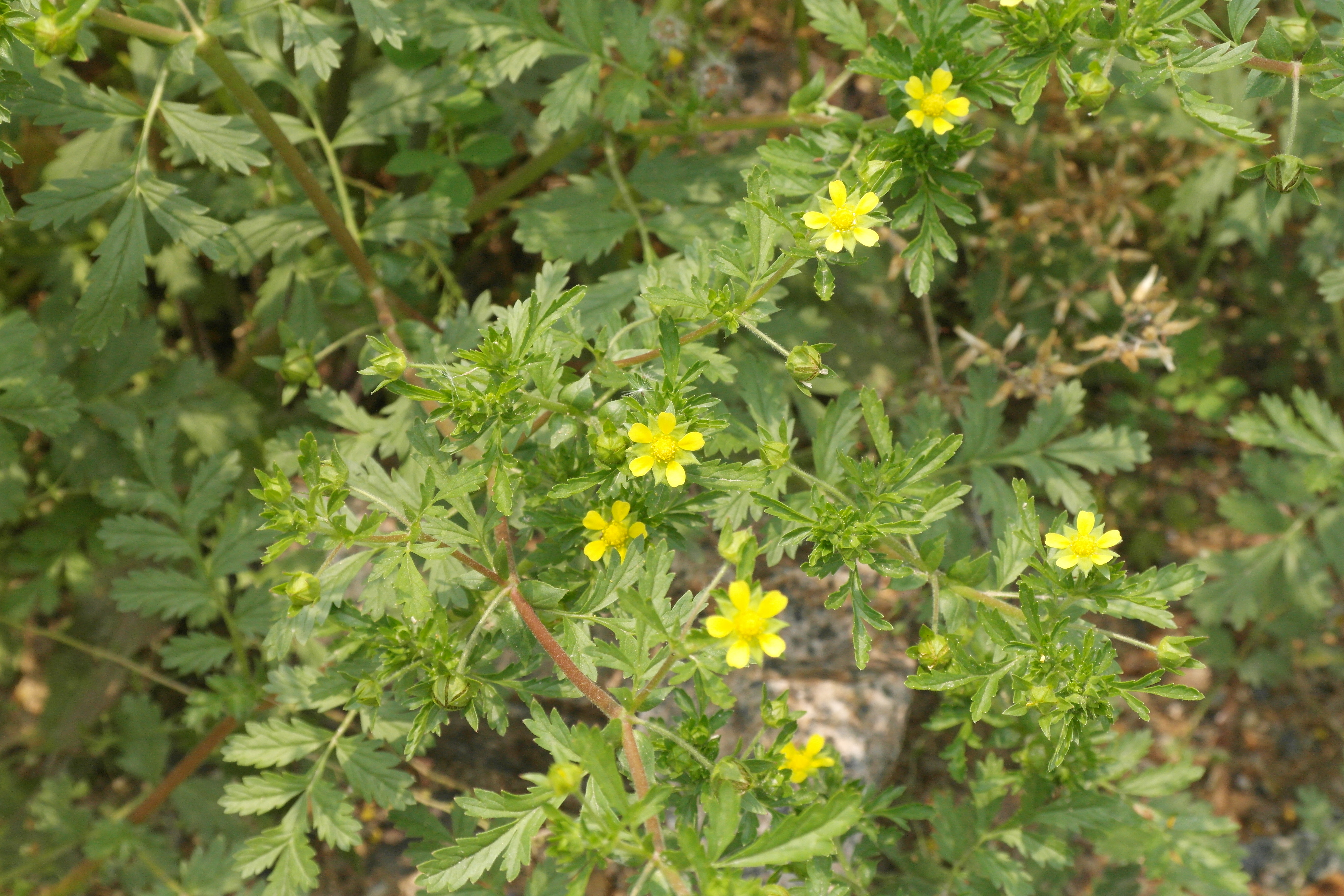 Plant Illustration Details