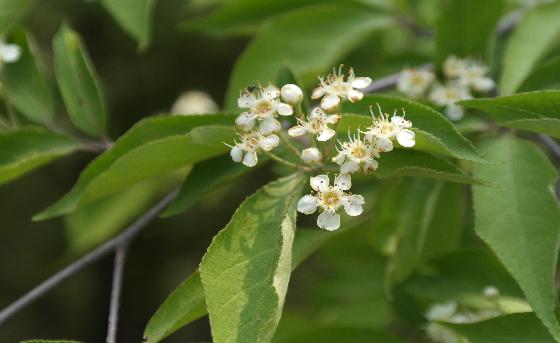 윤노리나무(Pourthiaea villosa (Thunb.) Decne.)