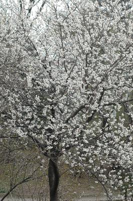 양벚나무 이미지