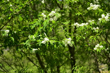 Plant Illustration Details