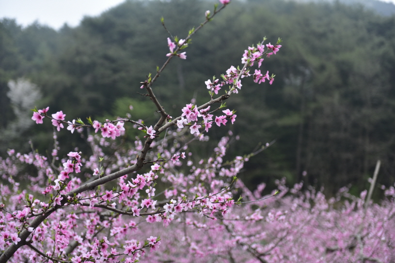 Prunus persica (L.) Batsch