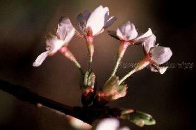 제주왕벚나무 이미지