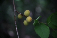 Plant Illustration Details