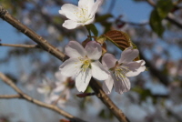 산벚나무 이미지