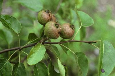 Plant Illustration Details