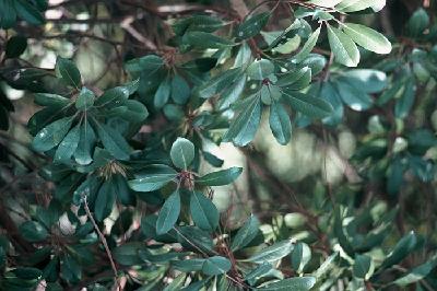 Plant Illustration Details