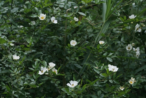 용가시나무(Rosa maximowicziana Regel)