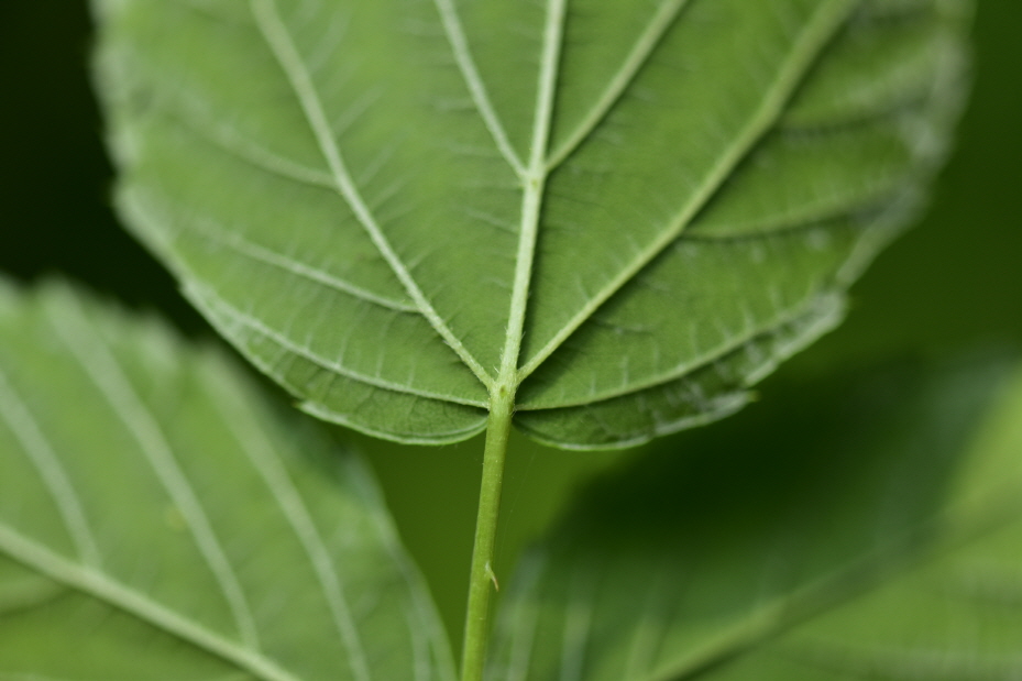 Rubus coreanus Miq.