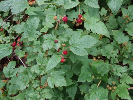 Rubus crataegifolius Bunge