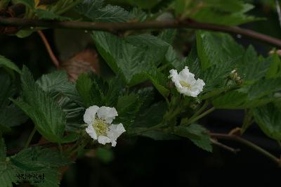 Plant Illustration Details