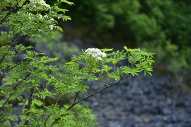 Plant Illustration Details