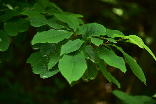 Plant Illustration Details