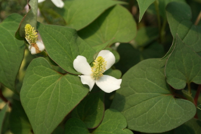 Houttuynia cordata Thunb.