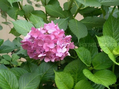 Hydrangea macrophylla (Thunb.) Ser.