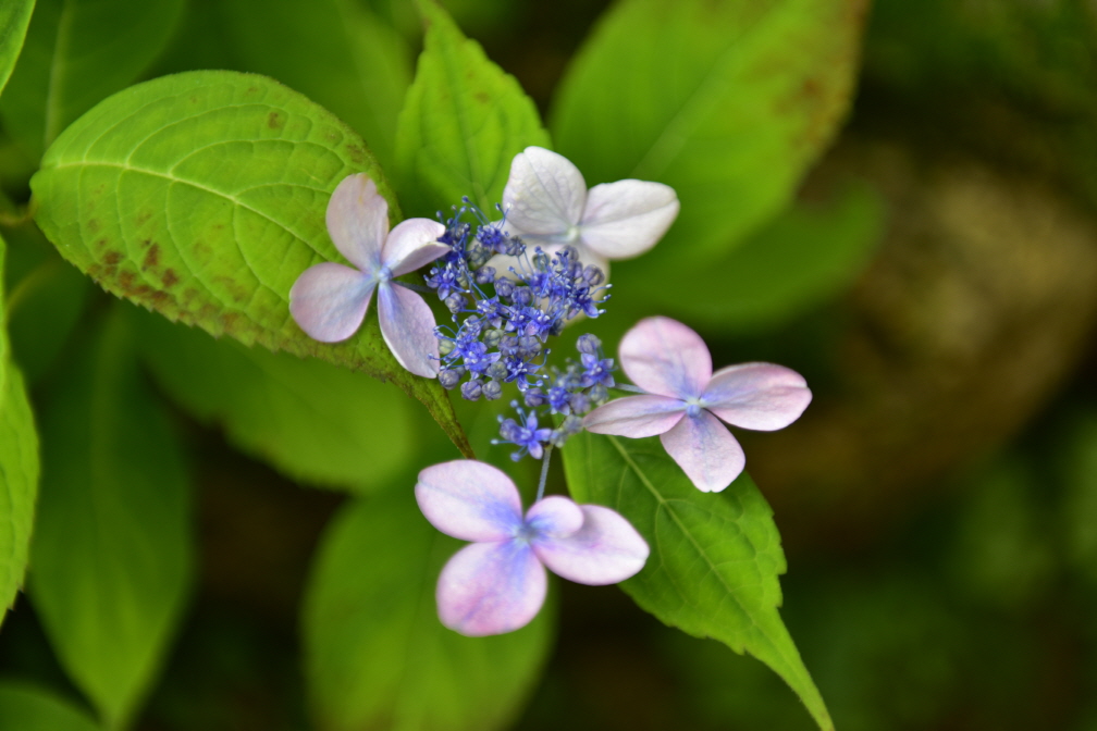 Hydrangea serrata (Thunb.) Ser.