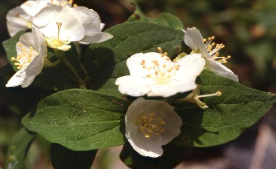 Philadelphus schrenkii Rupr.