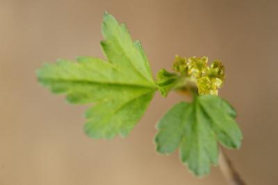 Plant Illustration Details