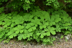 Plant Illustration Details