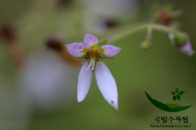 바위취 4번째 사진 : 바위취의 꽃 이미지 입니다.