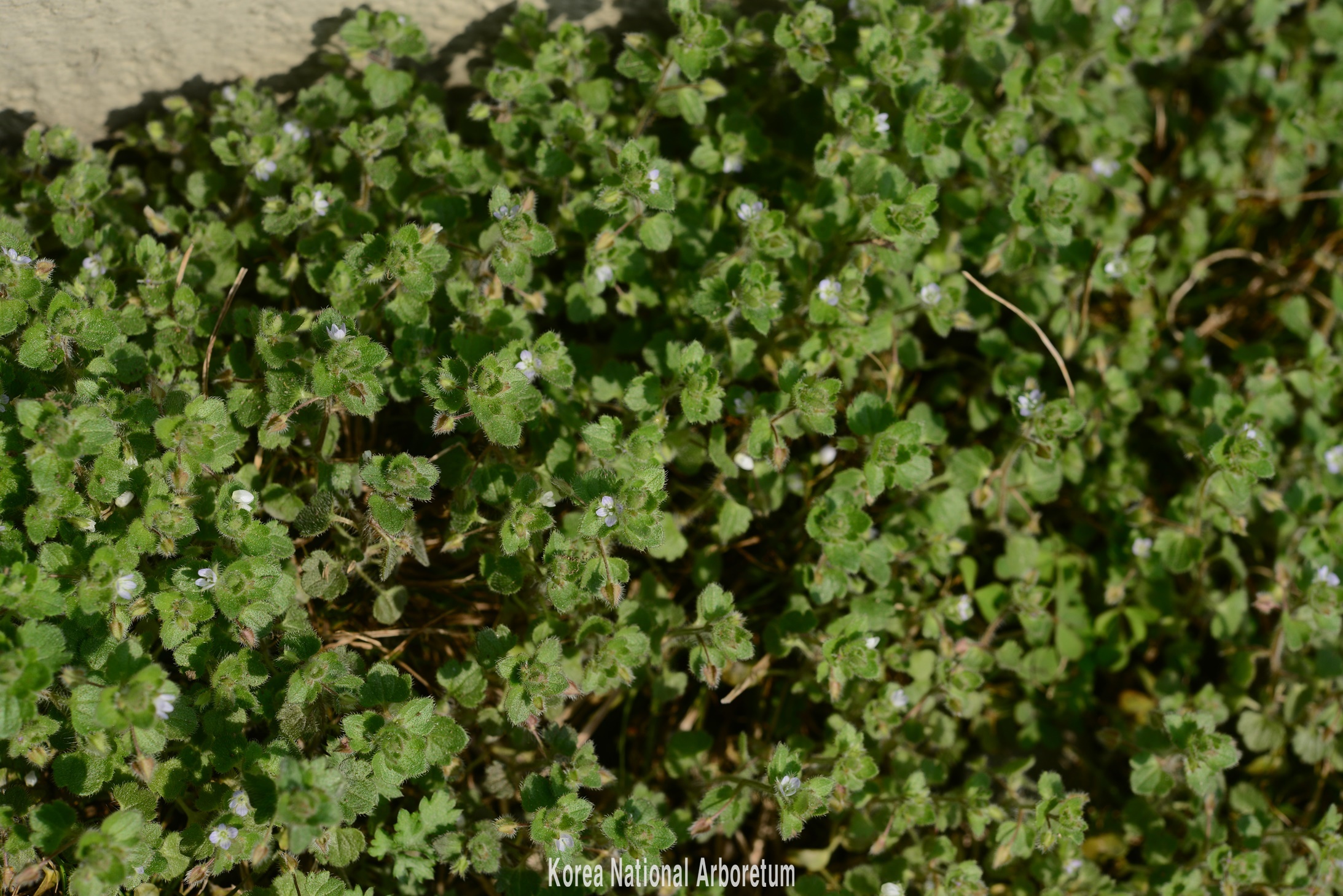 Plant Illustration Details