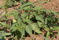 Plant Illustration Details