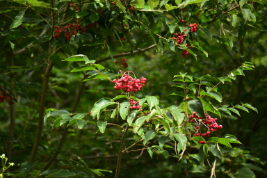 Plant Illustration Details