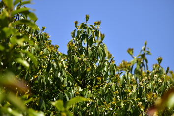 Plant Illustration Details