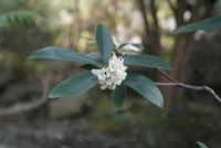 Plant Illustration Details