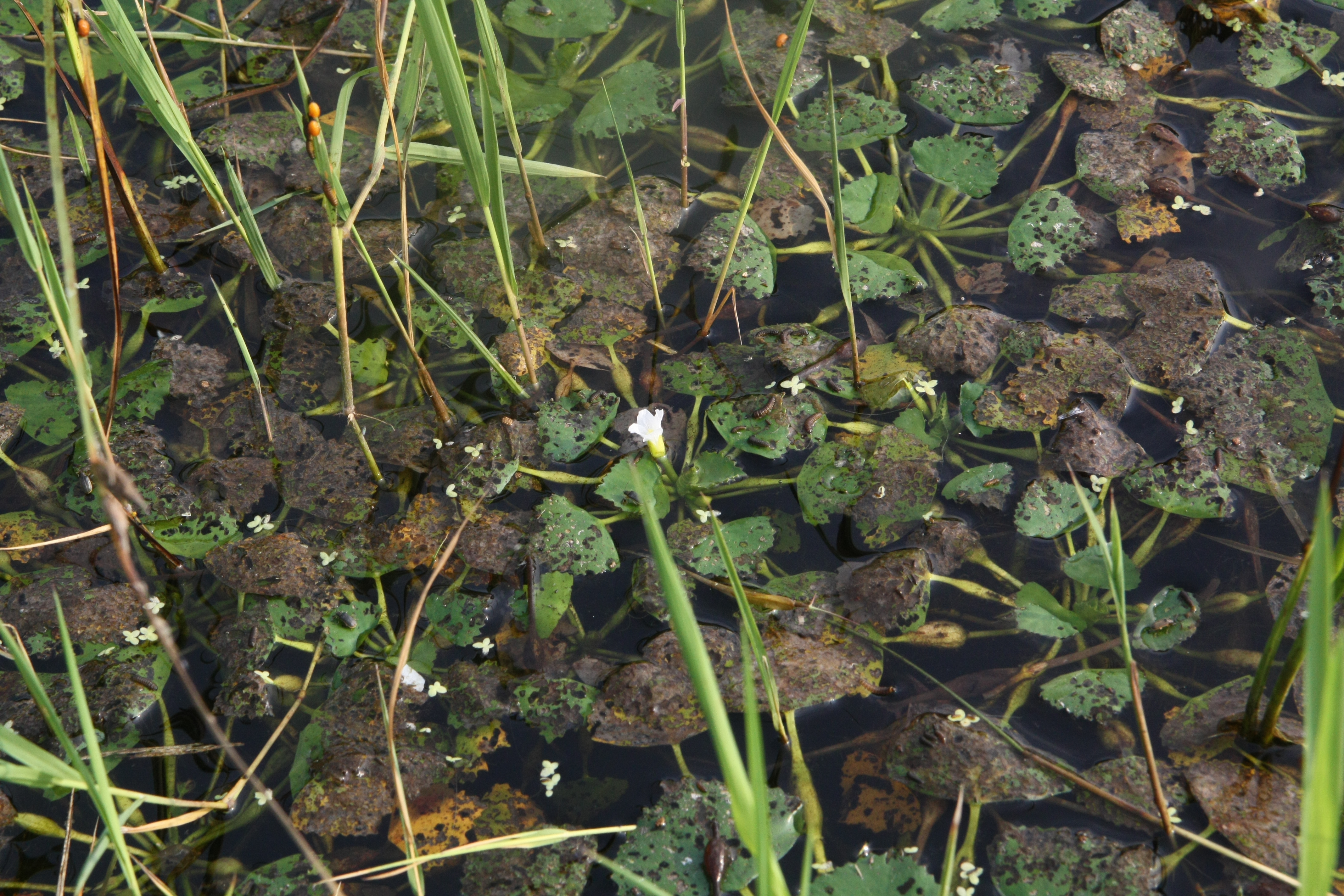 Plant Illustration Details