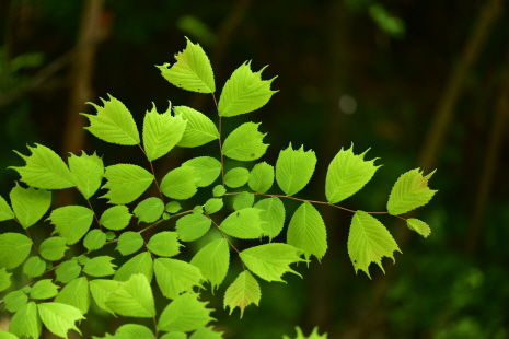 Plant Illustration Details