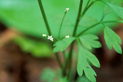 Plant Illustration Details