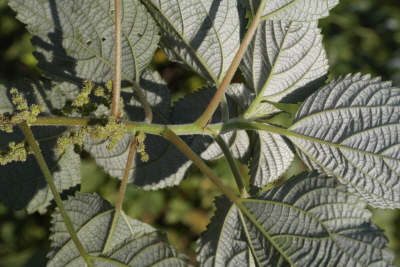 Boehmeria nivea (L.) Gaudich.