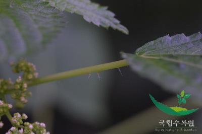  혹쐐기풀의 줄기이미지 입니다. 