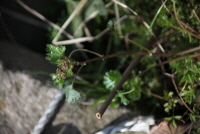 Plant Illustration Details