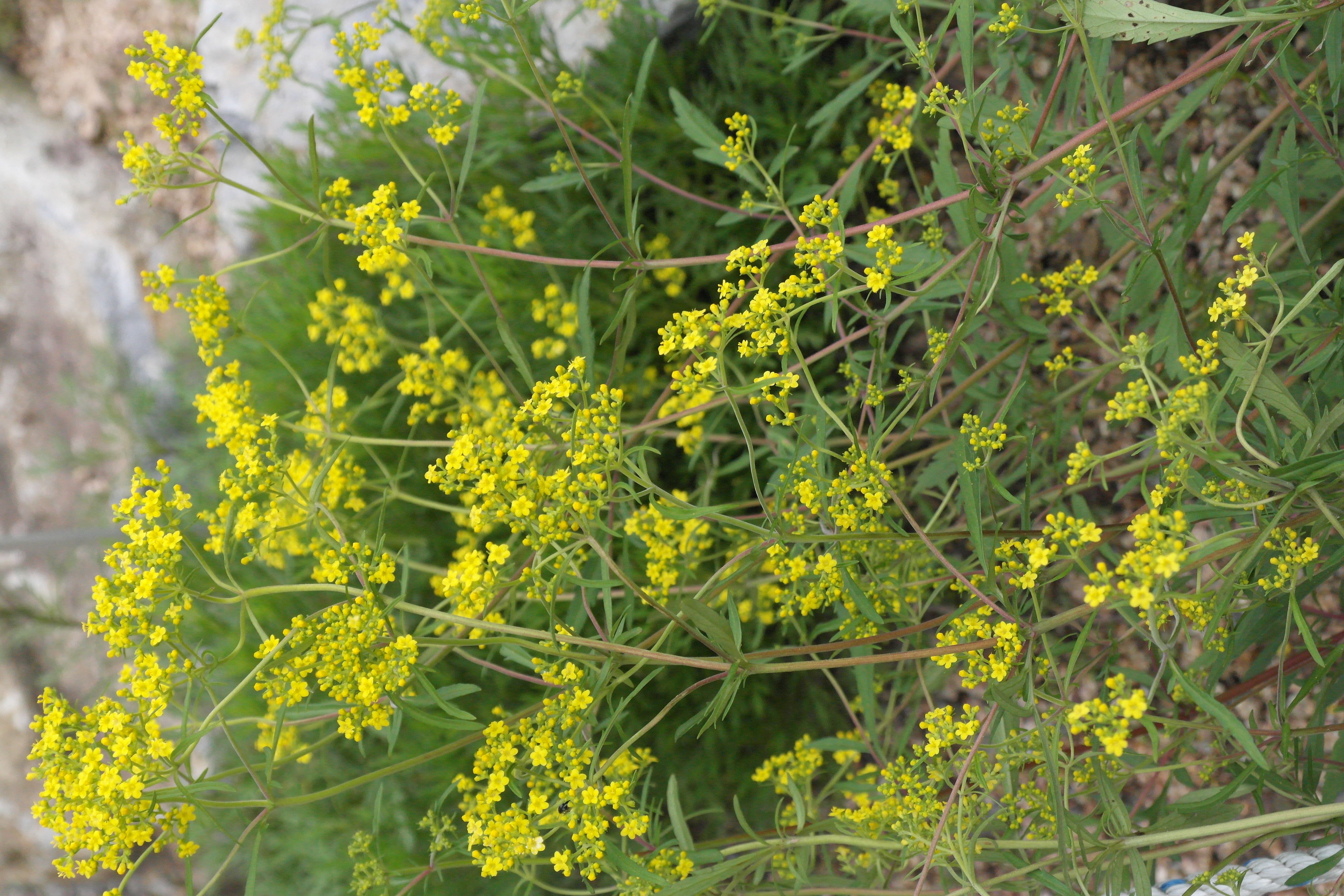 Plant Illustration Details