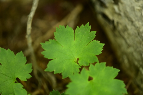 Plant Illustration Details