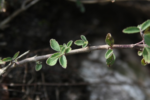 Caryopteris incana (Thunb. ex Houtt.) Miq.