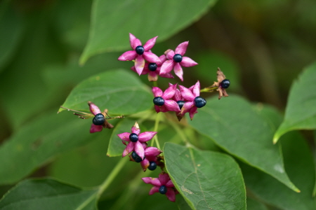 Plant Illustration Details