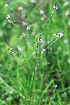 Plant Illustration Details