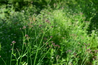 Plant Illustration Details