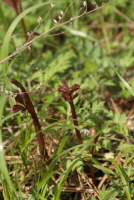 Plant Illustration Details