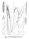 Plant Illustration Details