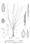 Plant Illustration Details