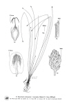 Plant Illustration Details