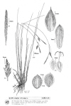 Plant Illustration Details