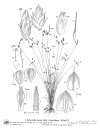 Plant Illustration Details