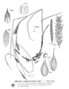 Plant Illustration Details