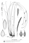 Plant Illustration Details