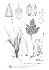 Plant Illustration Details